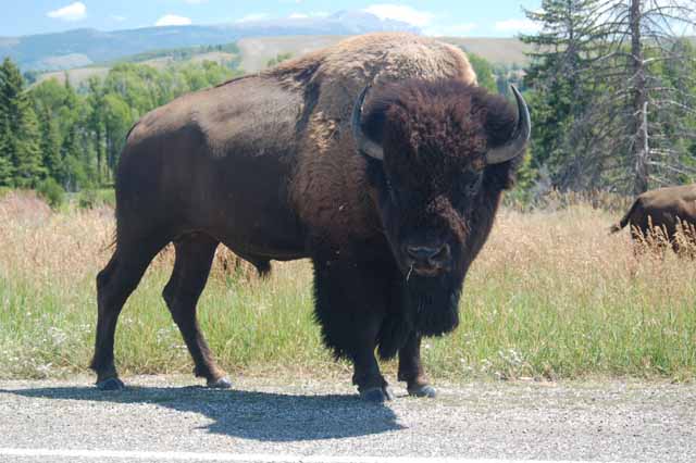 bison on the road